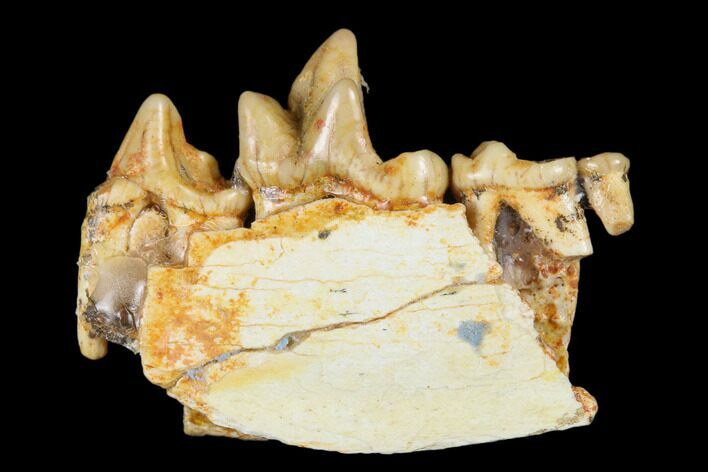 Fossil Bear Dog (Cynodictis) Jaw Section - Occitanie, France #181235